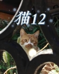 猫12岁相当于人多少岁